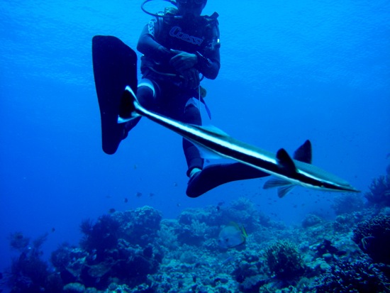 fish
