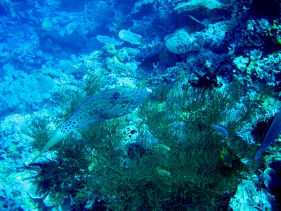 fish
