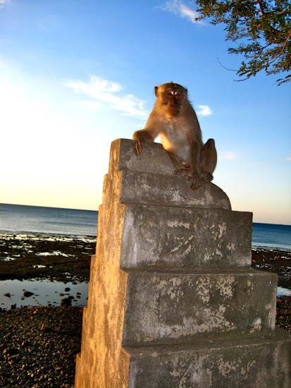 monkey