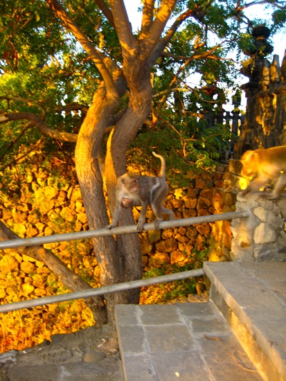 monkey