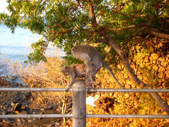 monkey