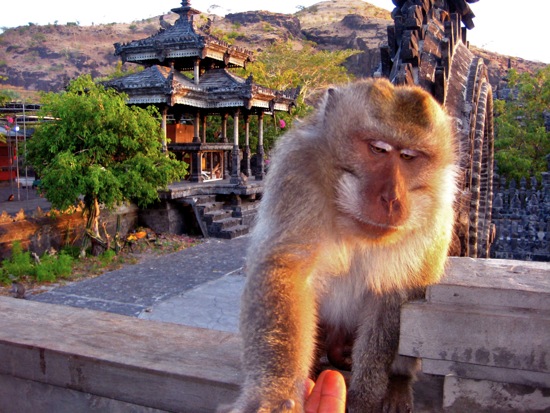 monkey