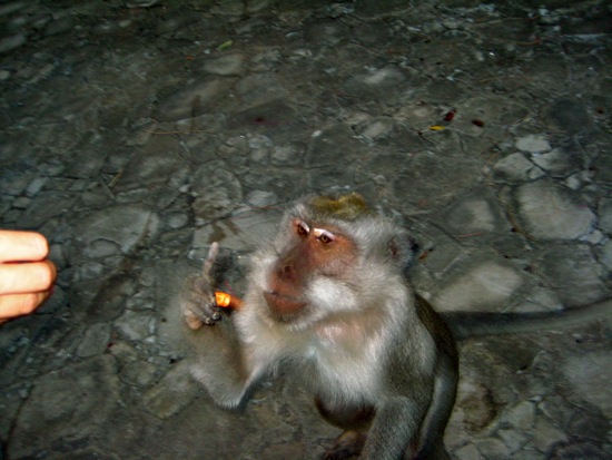 monkey