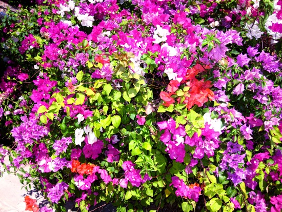 flower