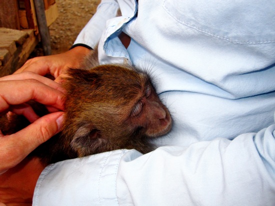 monkey