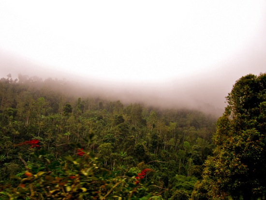 trees