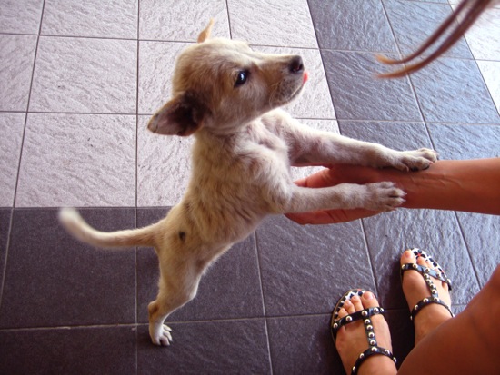 puppy