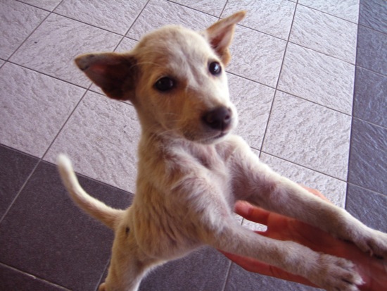 puppy