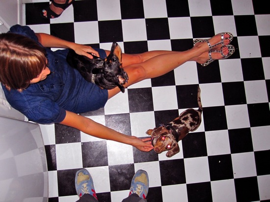dogs