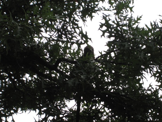 bird