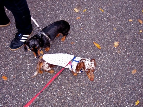 dogs