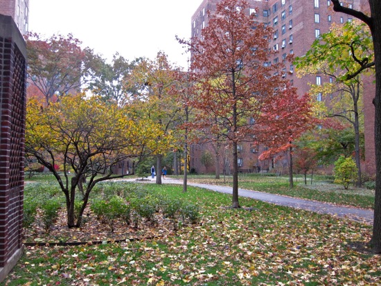 trees