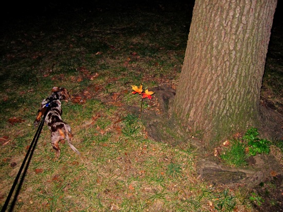 tree