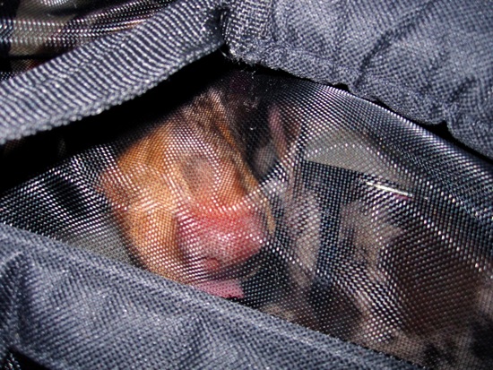 dog in a bag