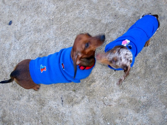 dog park