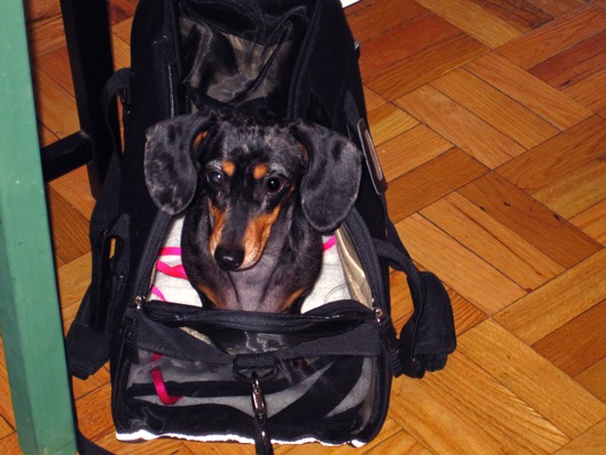 dog in a bag