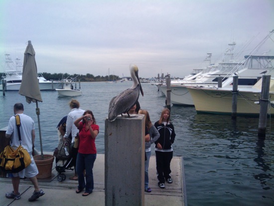 boat + pelican