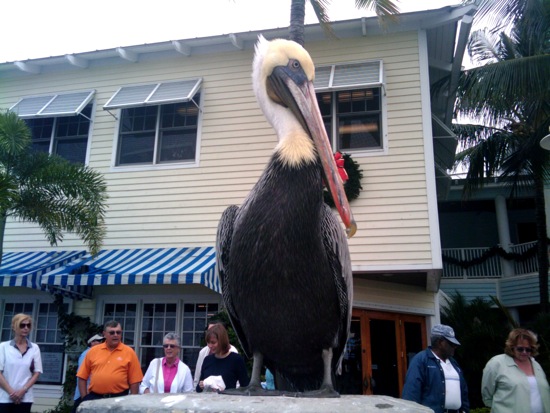 bird