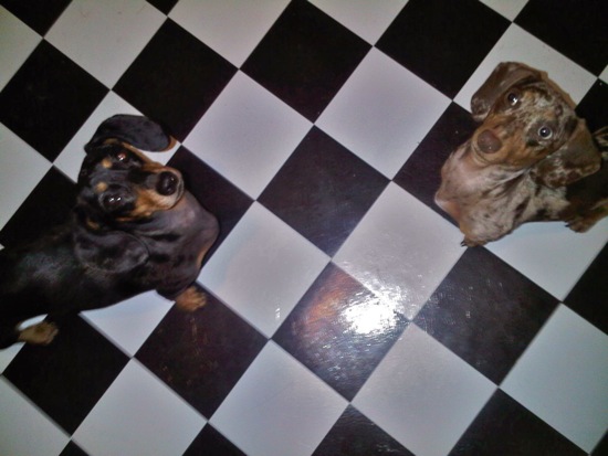 dogs