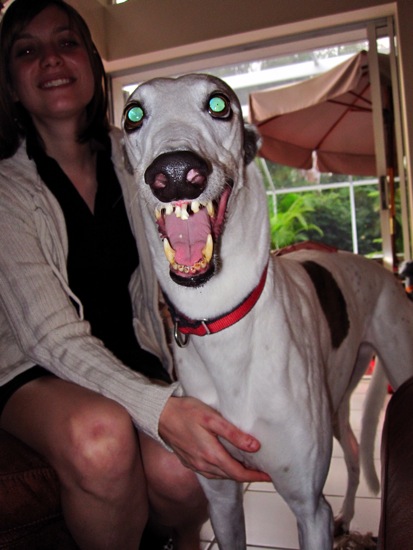 dogs