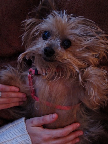 dogs