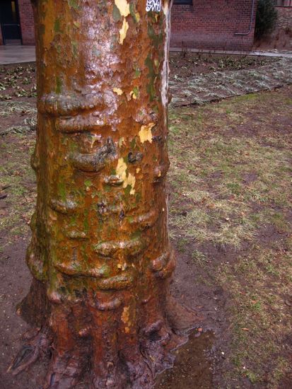 tree