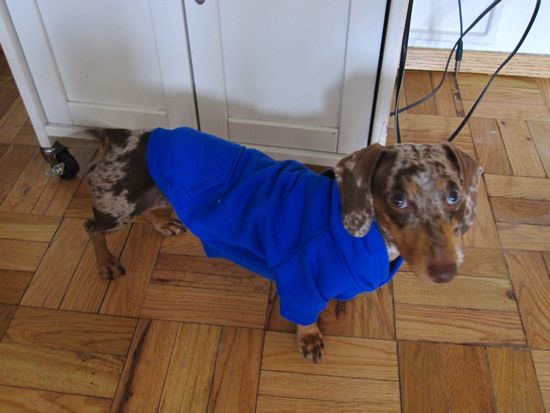 dogs in outfits