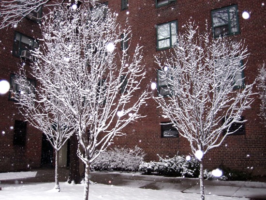 trees