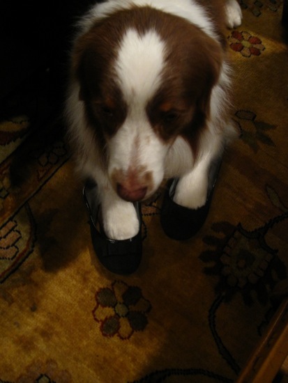 dog