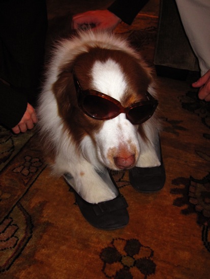 sunglasses + dogs