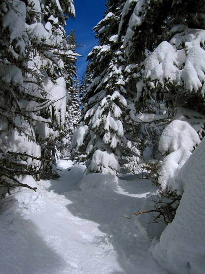 trees