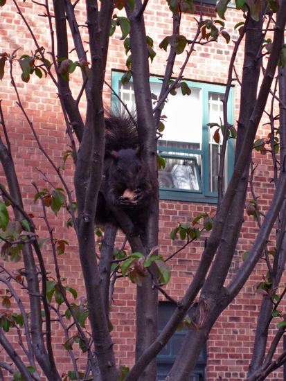 squirrel