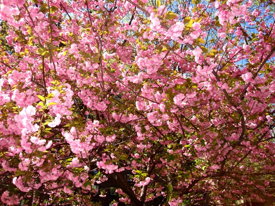 trees