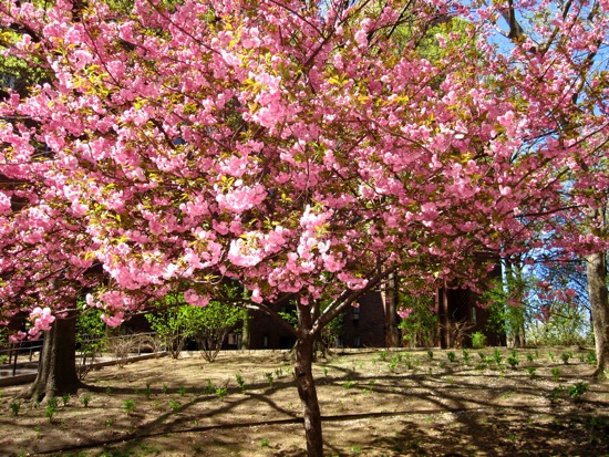 trees