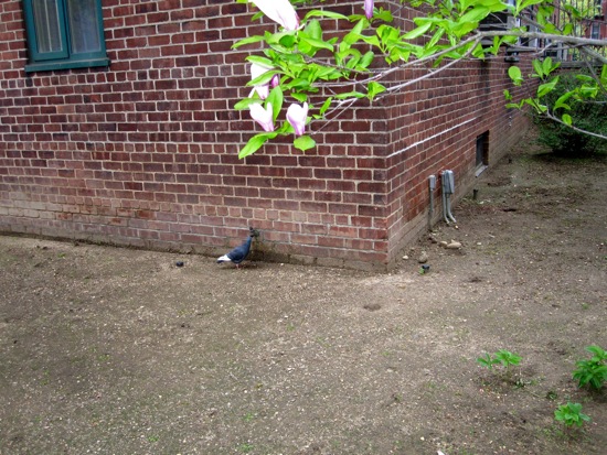 pigeon