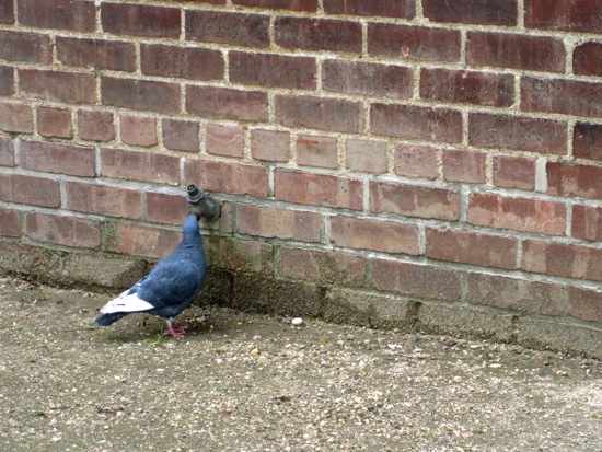 pigeon