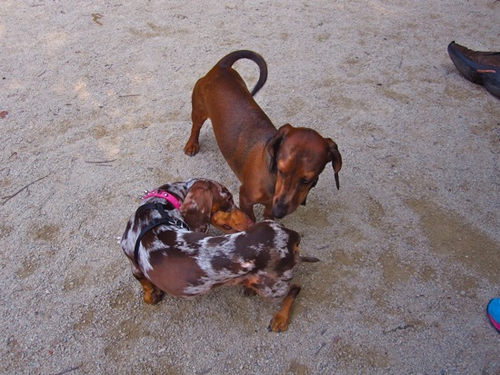 dog park