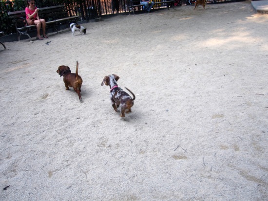 dog park
