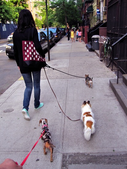 ellen + dogs