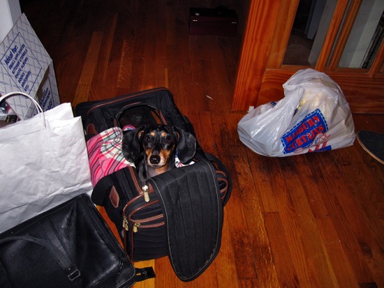 dog in a bag
