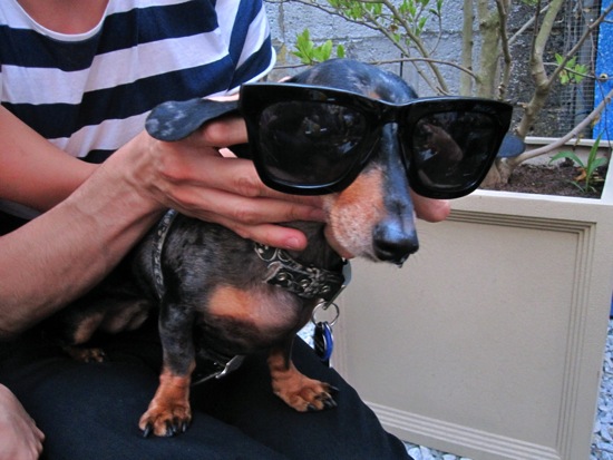 sunglasses + dogs