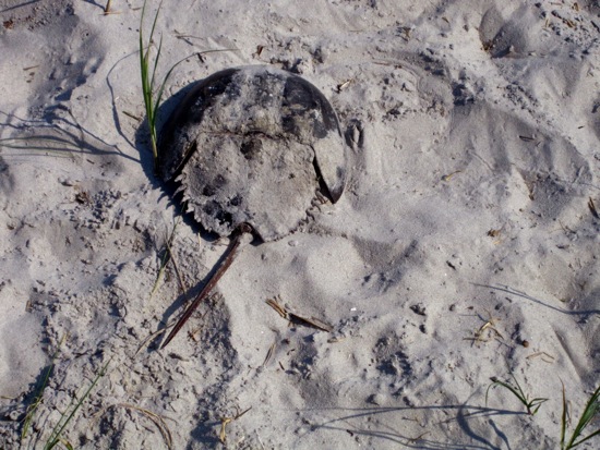 crab