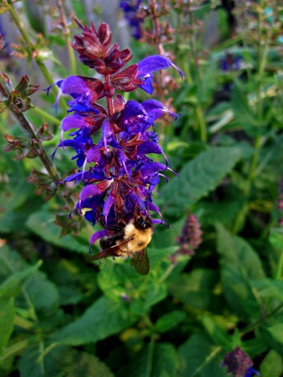 bee