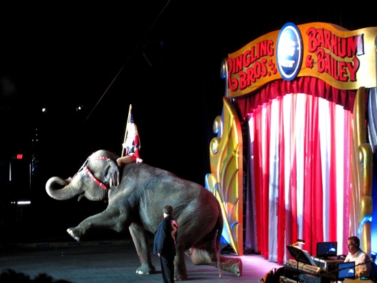 elephant