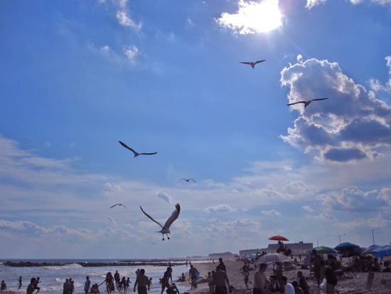 bird