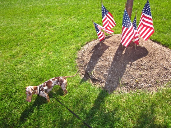 flag