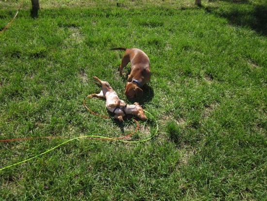 maddy, teddy