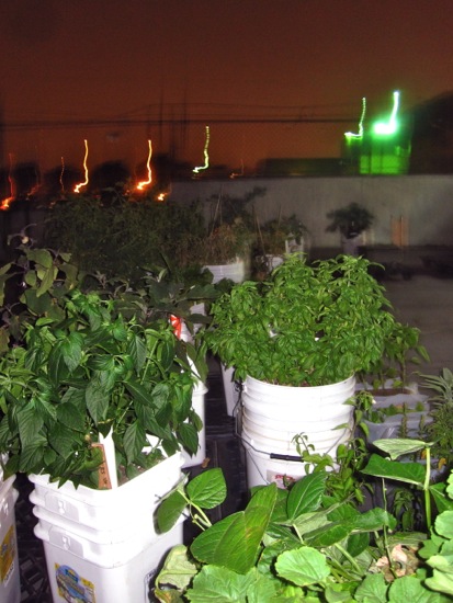 garden
