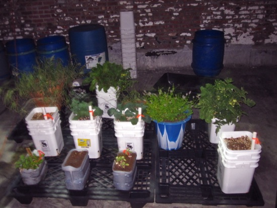 garden
