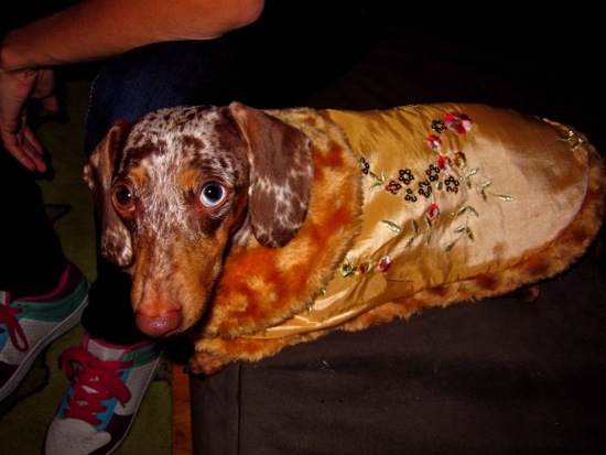 dogs in outfits